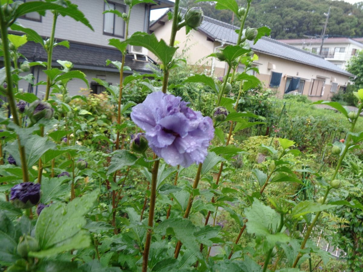 雨の中の初花たち