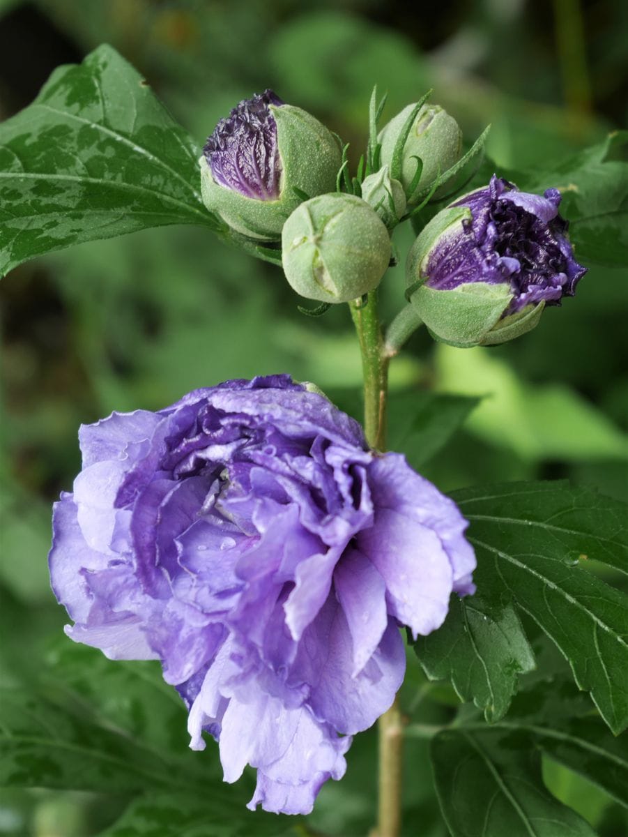 ♡ 紫玉、風貴蘭の開花 ♡