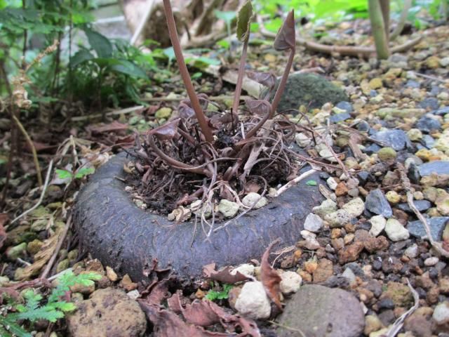 原種シクラメン、地植え実験中