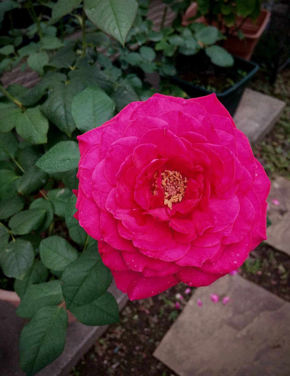 ゲーテローズ🌹がやっと…