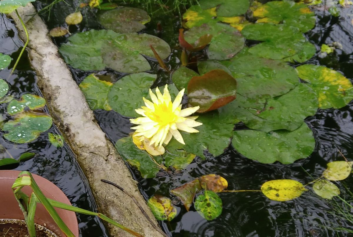 黄色の睡蓮