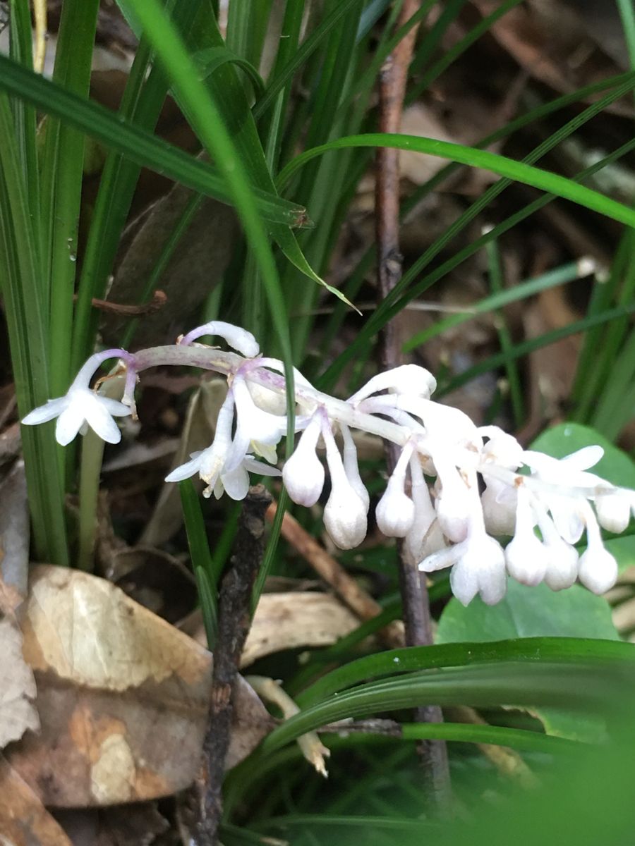 秋の花