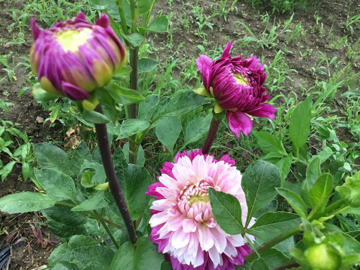 雨の中頑張って咲いている花