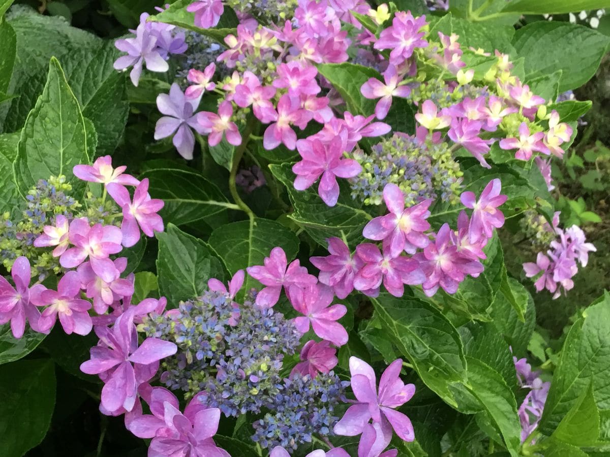 雨の中頑張って咲いている花