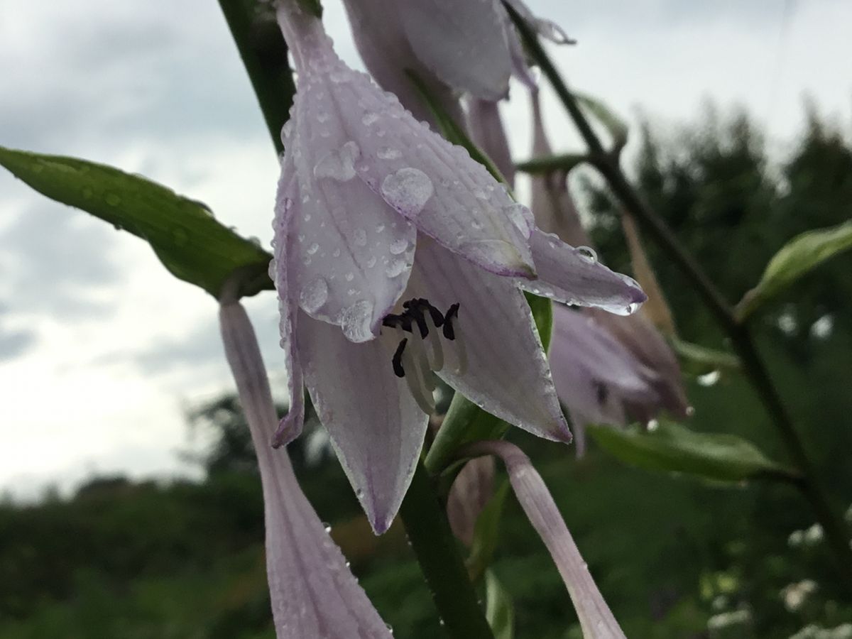 雨の中頑張って咲いている花