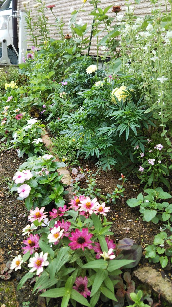 今朝の花壇☁️