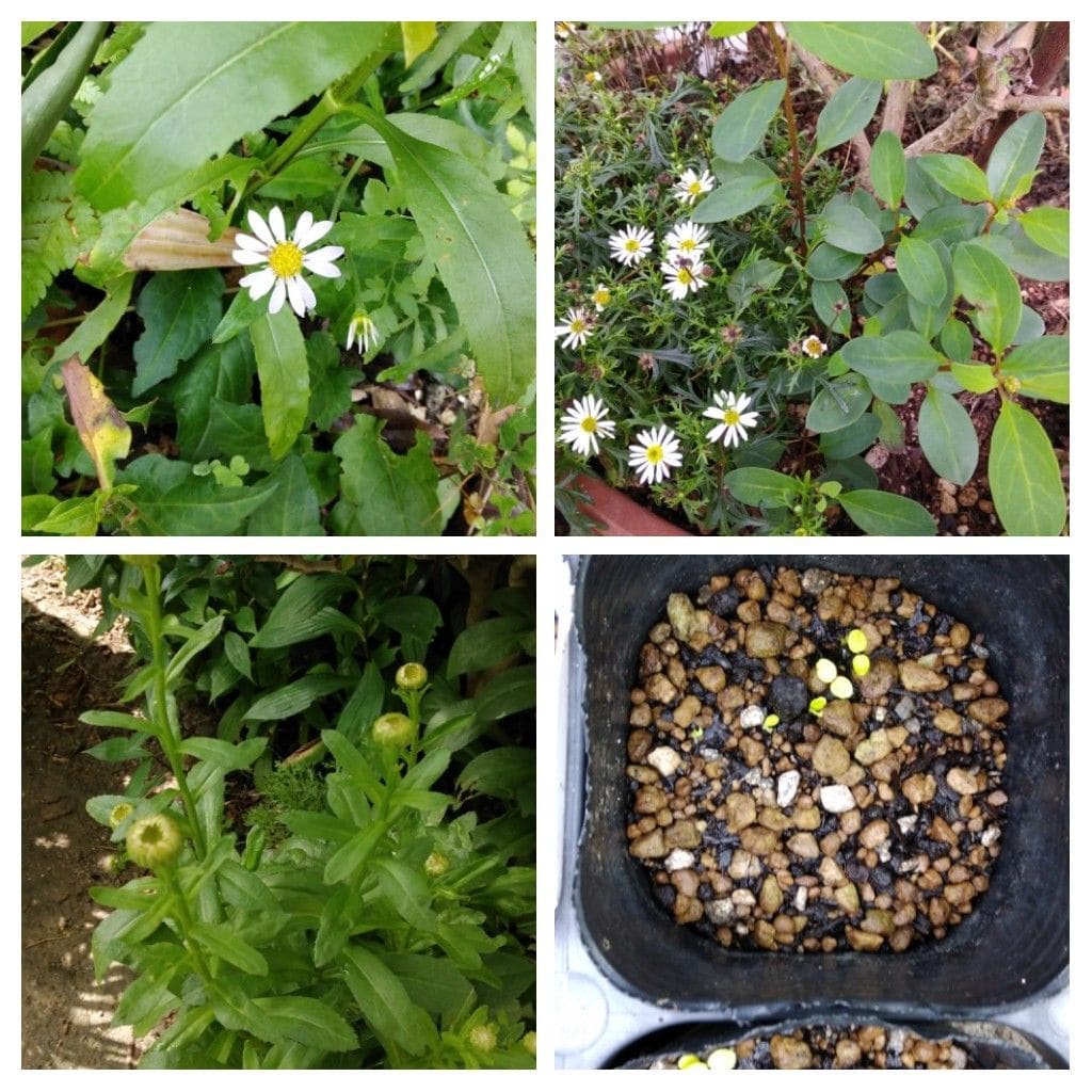 西洋オダマキの発芽！