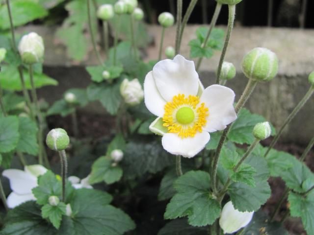 秋明菊が元気に