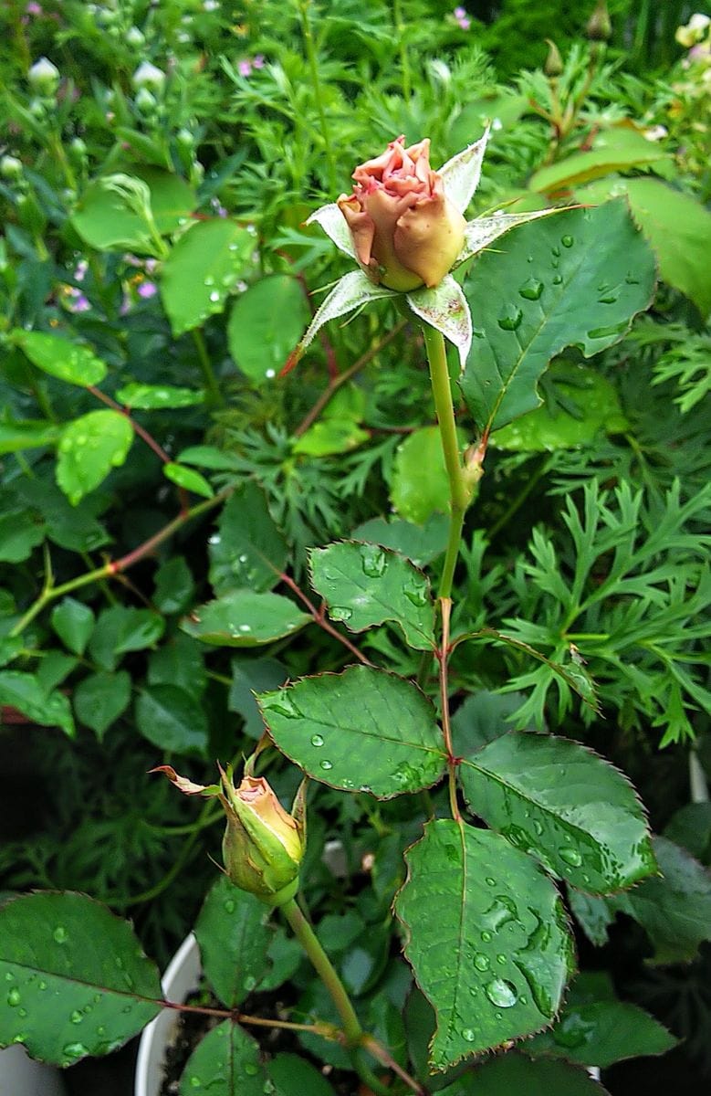 薔薇の蕾🌹