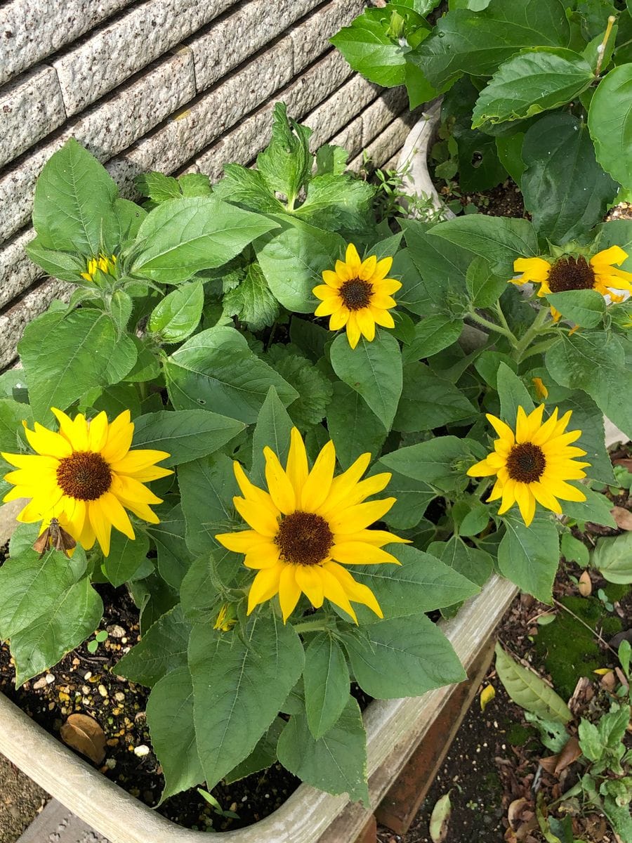 ひまわり🌻よりひまわり🌻らしい？