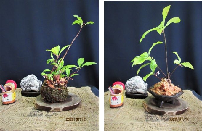 お正月用小盆栽『藪柑子』制作。