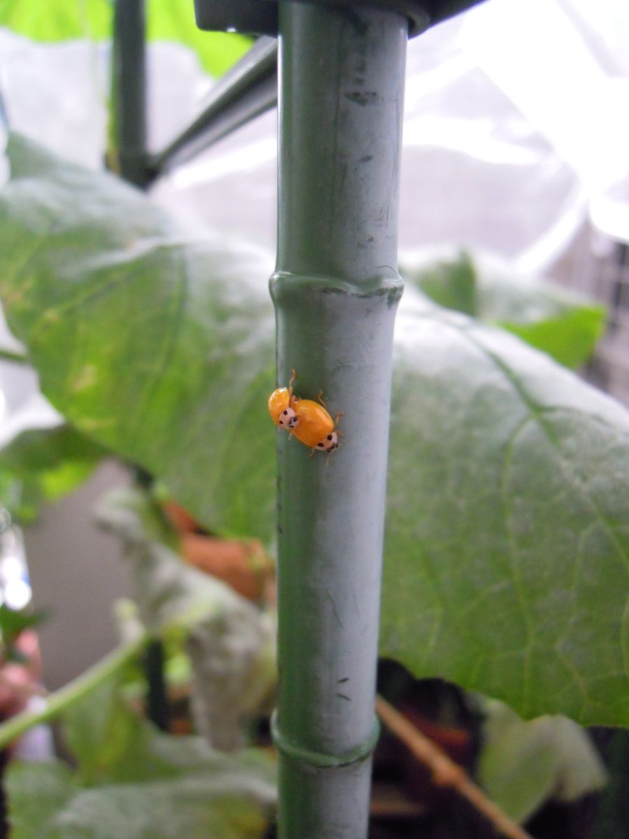 🐞キイロテントウと🐛幼虫