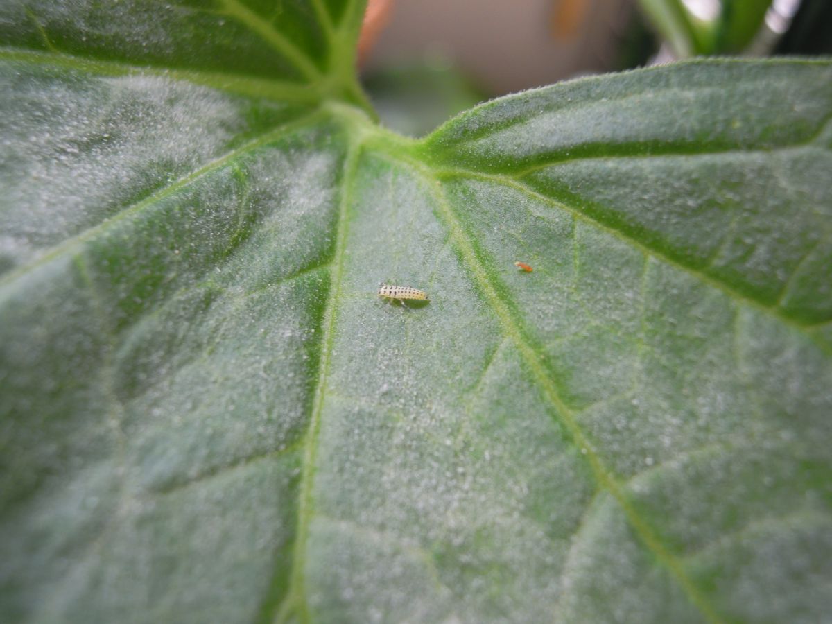 🐞キイロテントウと🐛幼虫