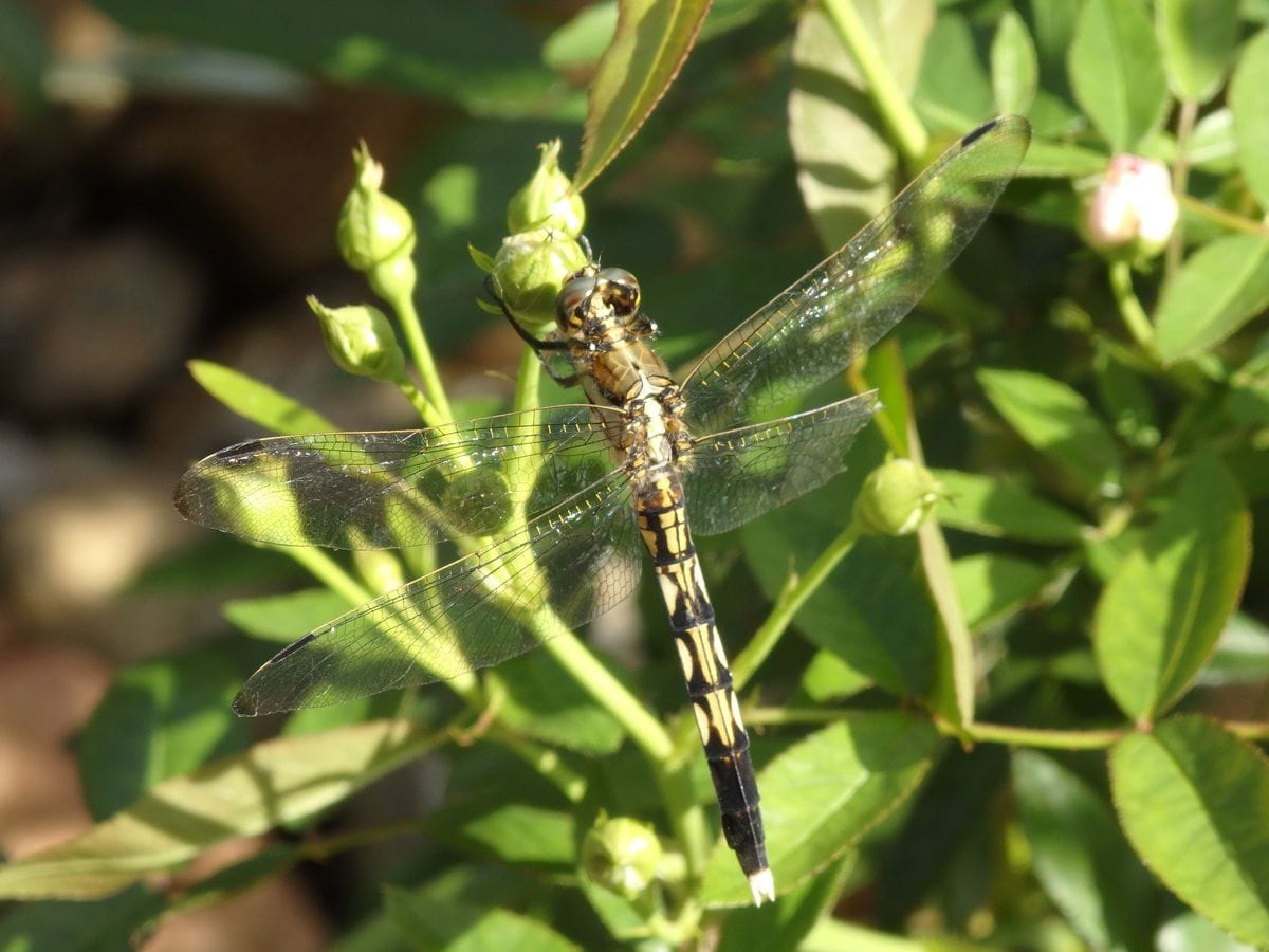 梅雨の晴れ間は虫たちが🦋