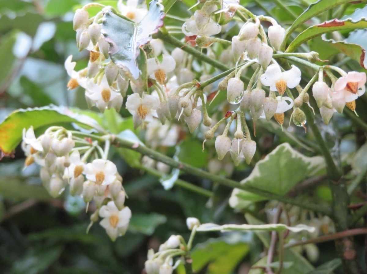 🌻今日の花たち🌻その116