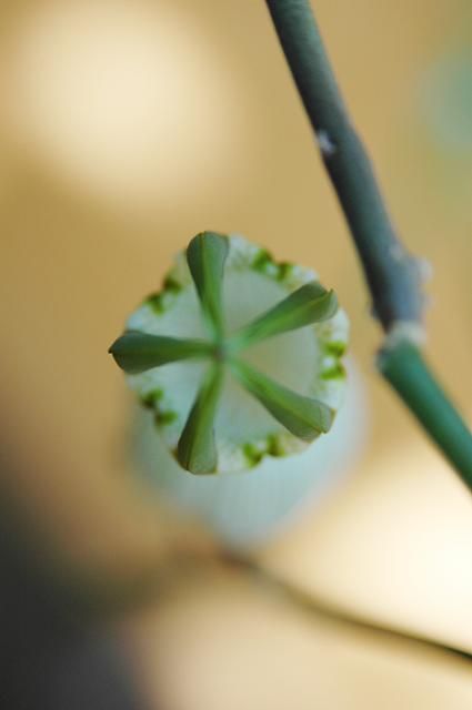 これでも花なのだ。