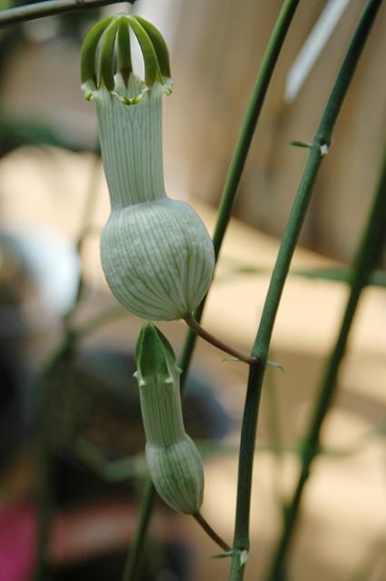 これでも花なのだ。