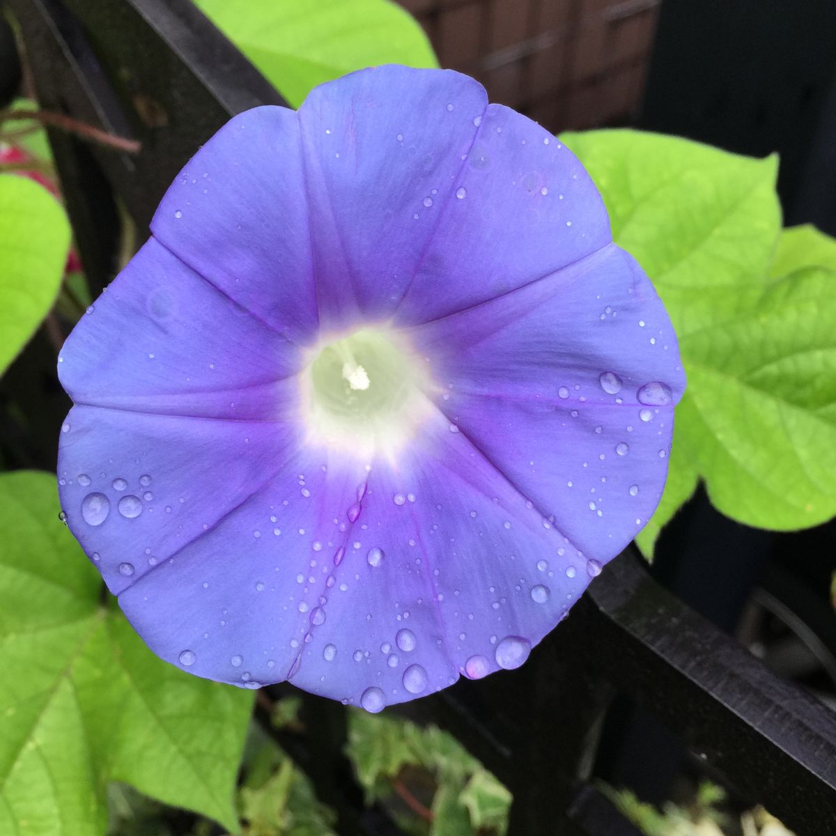 梅雨の晴れ間☀️