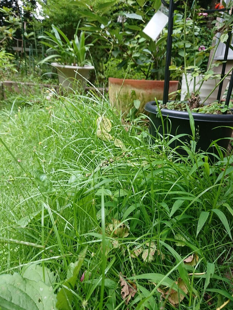 雨と雨のあいだにやることは🌹