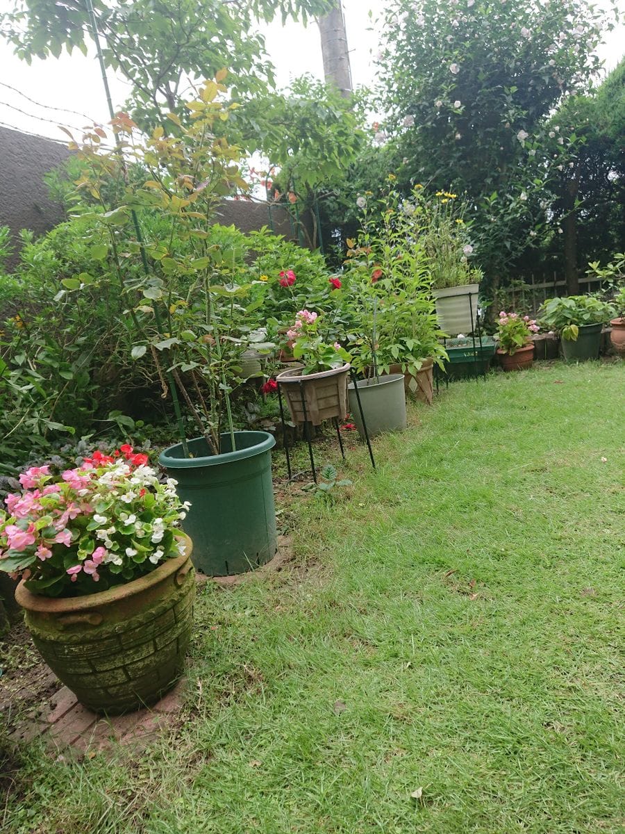 雨と雨のあいだにやることは🌹