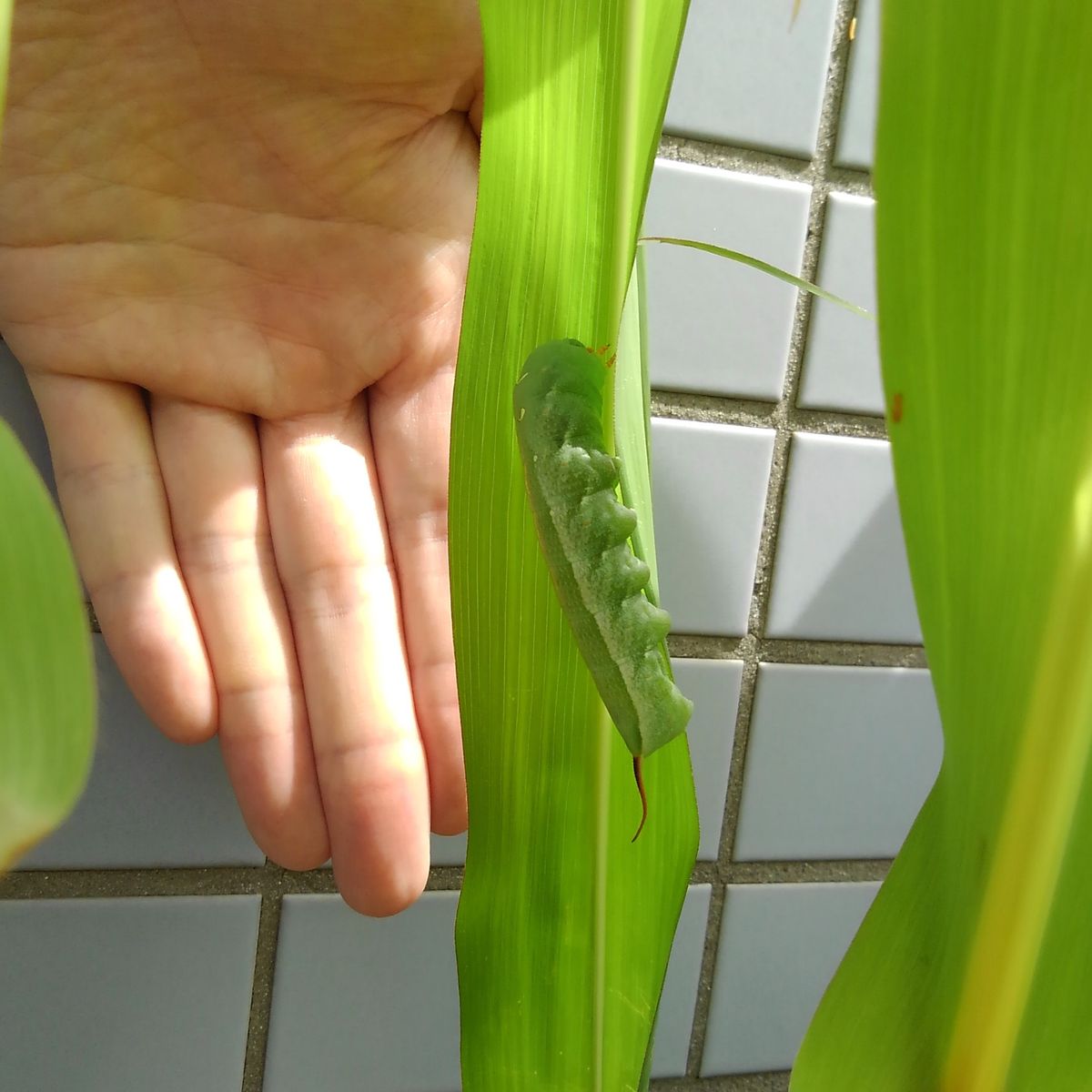 虫嫌いならスルーおすすめ