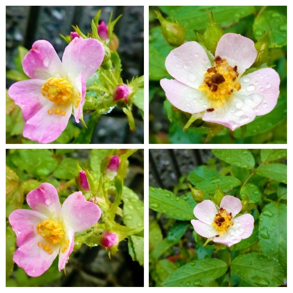 約１ヶ月振りに開花しました🎊