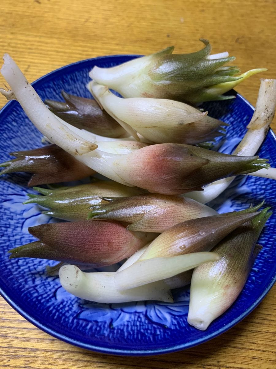 我が家の唯一の野菜