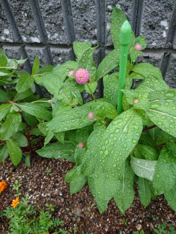 ７／１１やっと大雨警報が解除です(;´▽｀A``