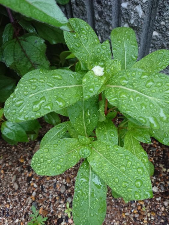 ７／１１やっと大雨警報が解除です(;´▽｀A``