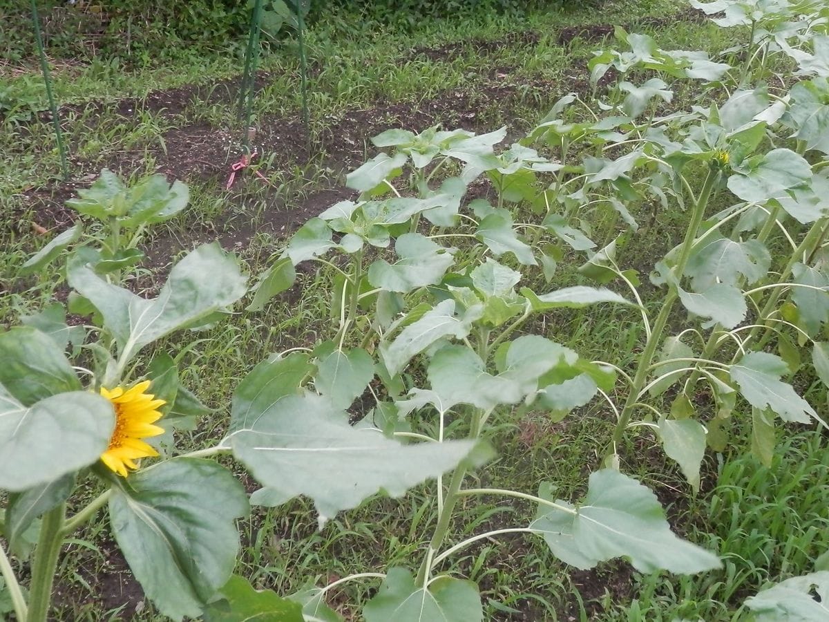 🌻ひまわりプロジェクトの畑💛開花第１号💖