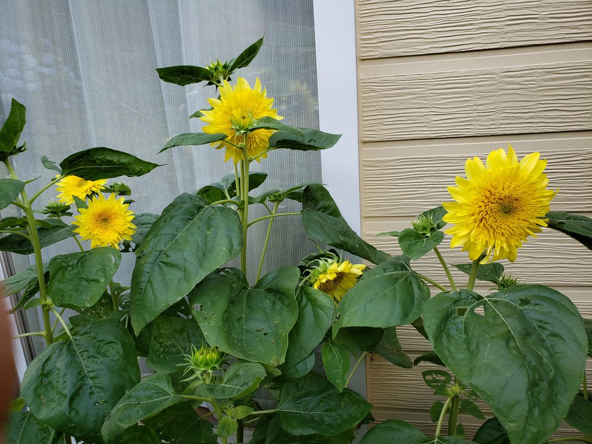 モネのひまわり🌻