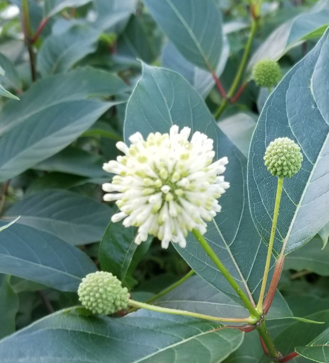 だんだん薄日差す時間が多く