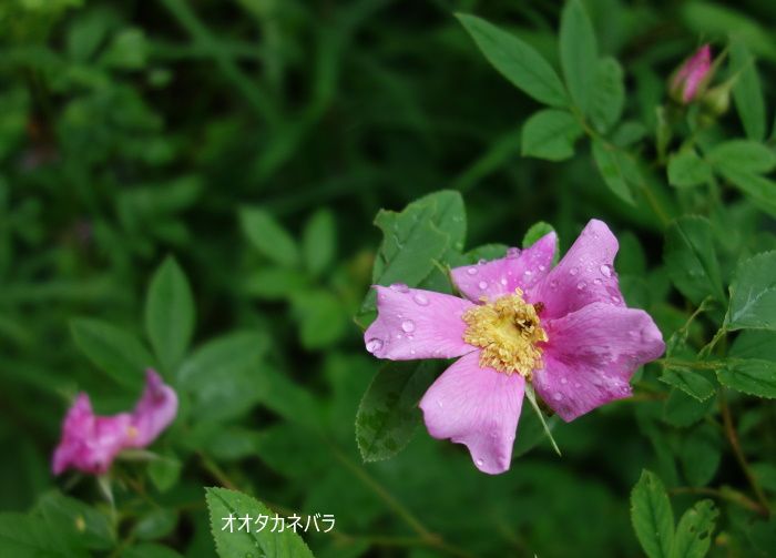 Natural　Garden　私の庭  7/13