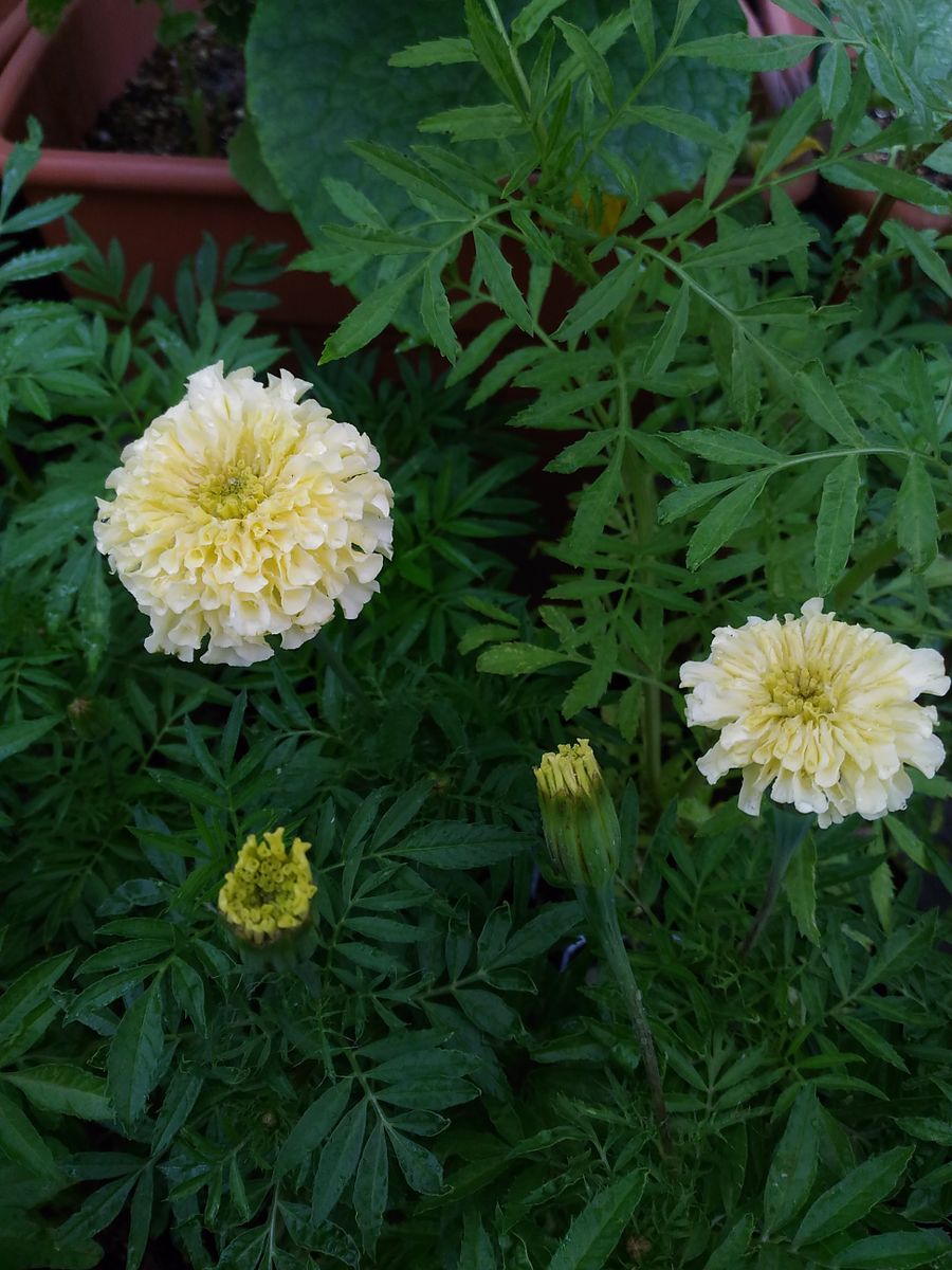 朝顔🌼ﾐﾙｷｰｳｴｲ🌼とマリーゴールド🌼開花🌼