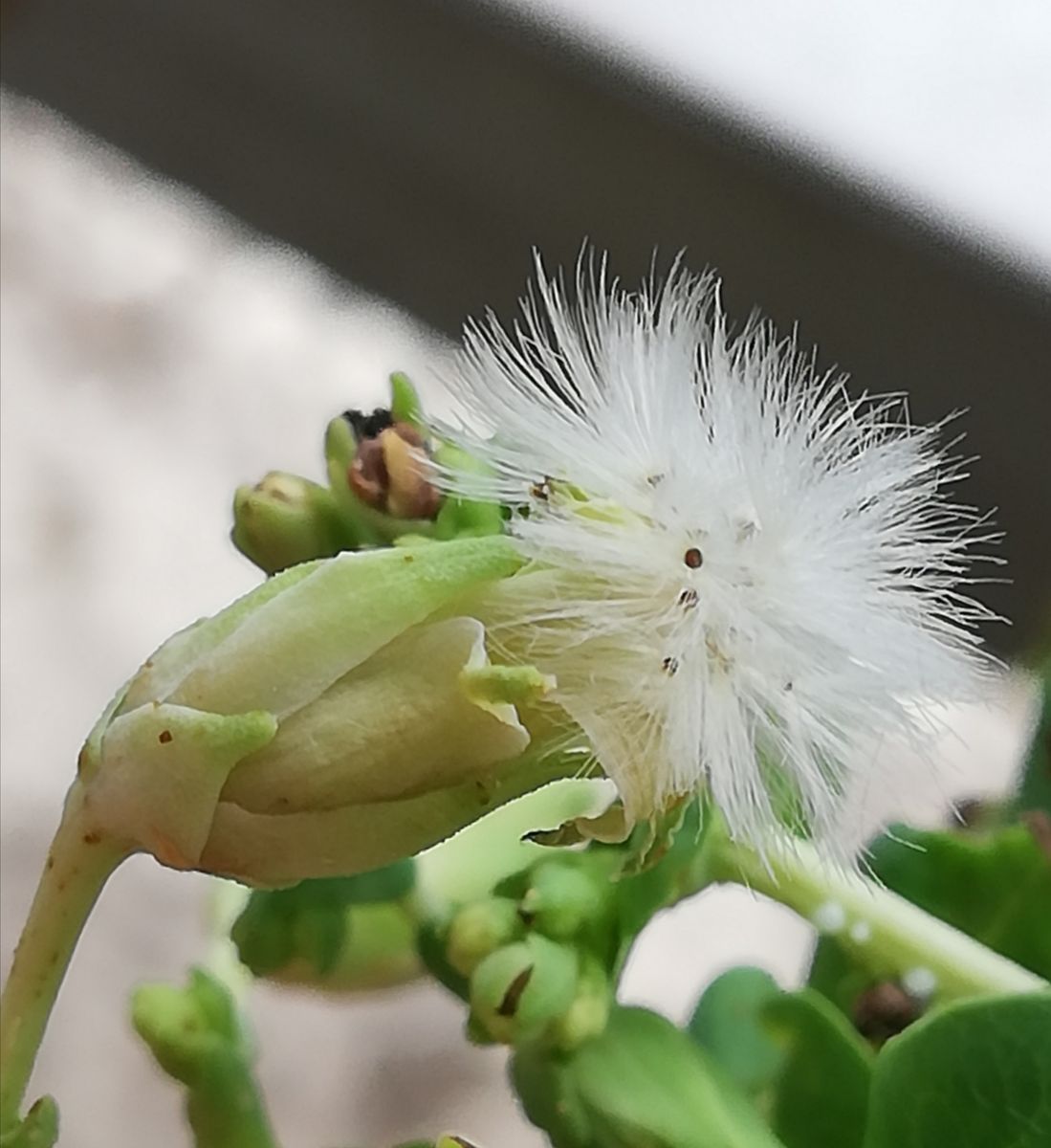 サンチュ🥬の種をとる