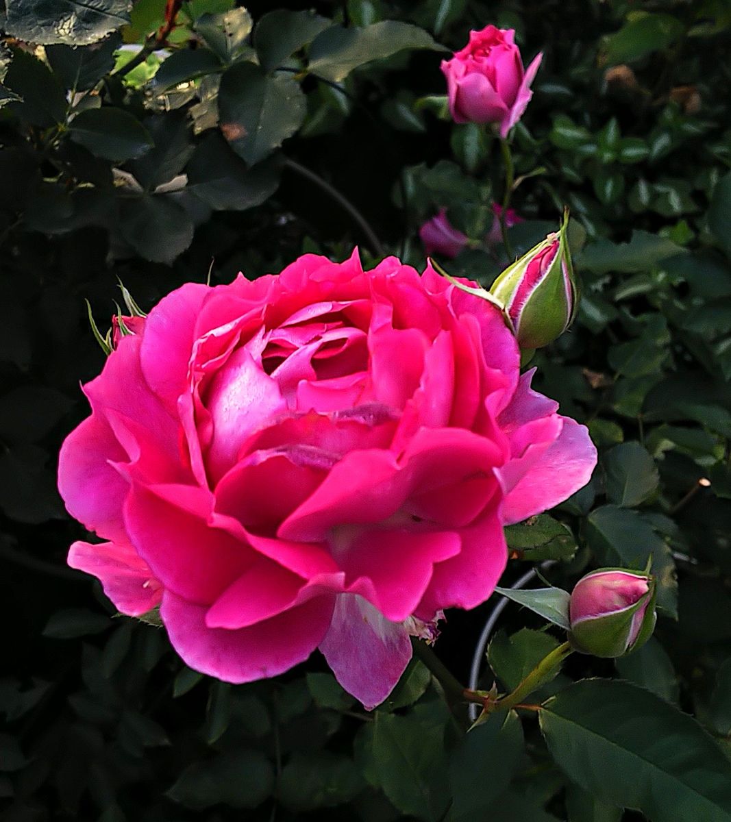 朝の薔薇🌹✨