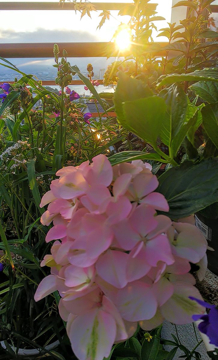 朝陽で輝く花💠✨