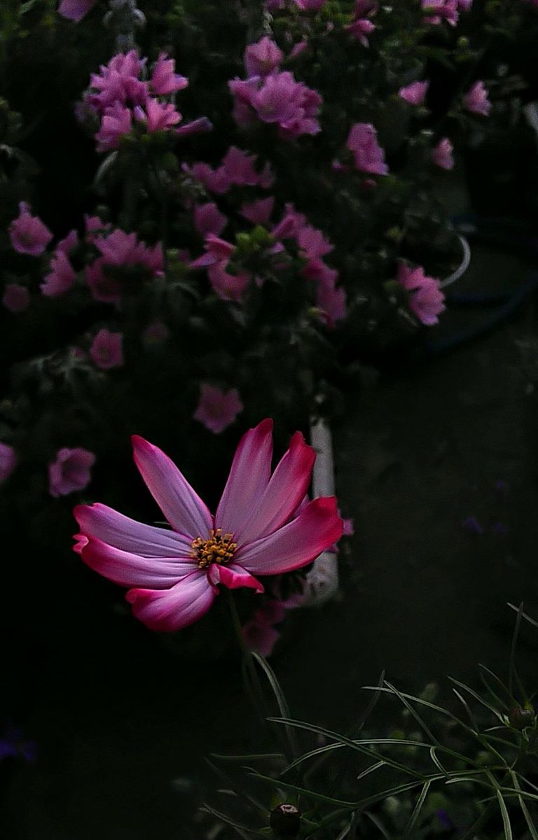 朝陽で輝く花💠✨