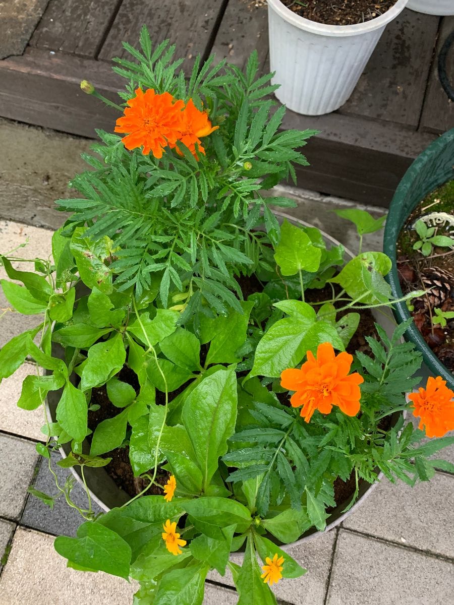 夏に活躍する花