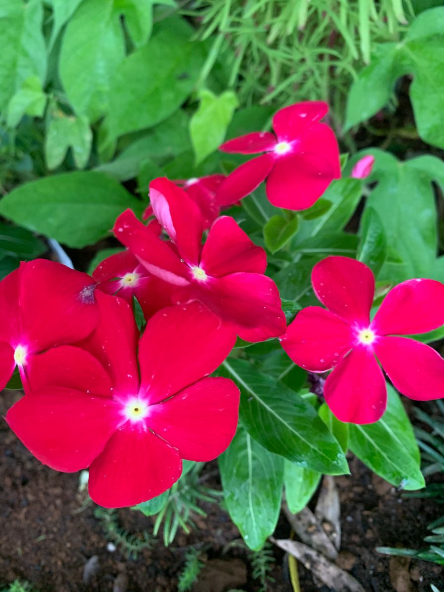 夏に活躍する花