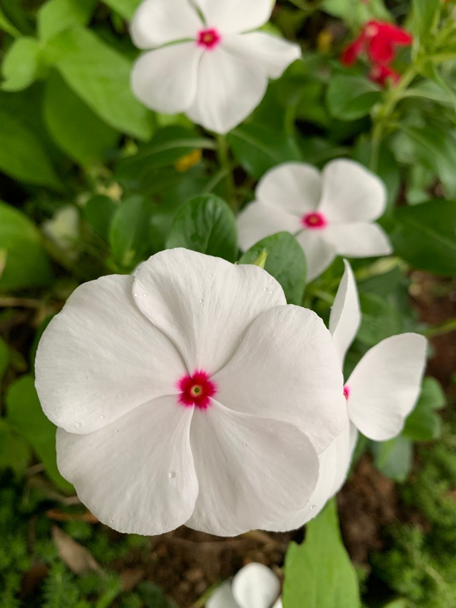 夏に活躍する花