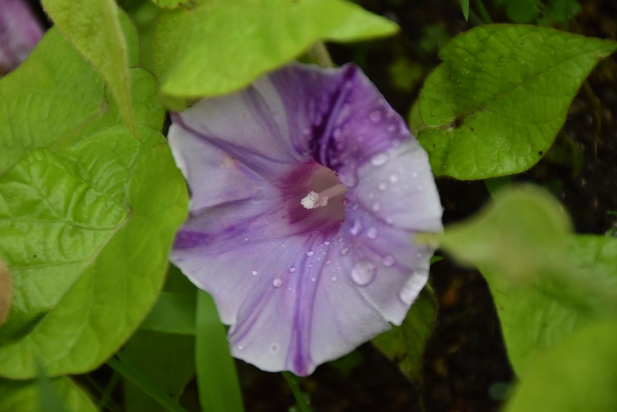 雨に耐えてよく頑張った！