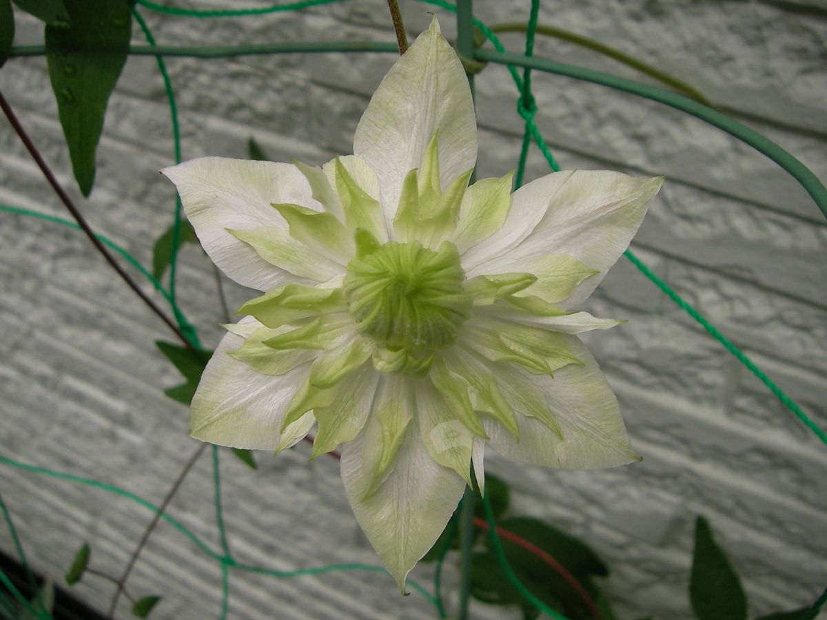 今日の花達