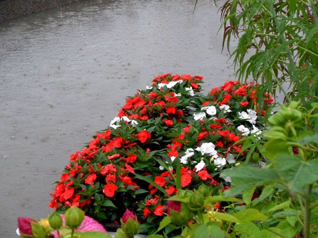 雨の中の水上花壇