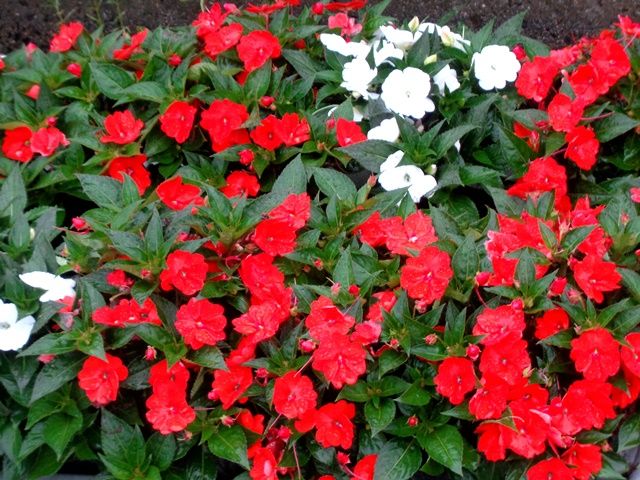 雨の中の水上花壇