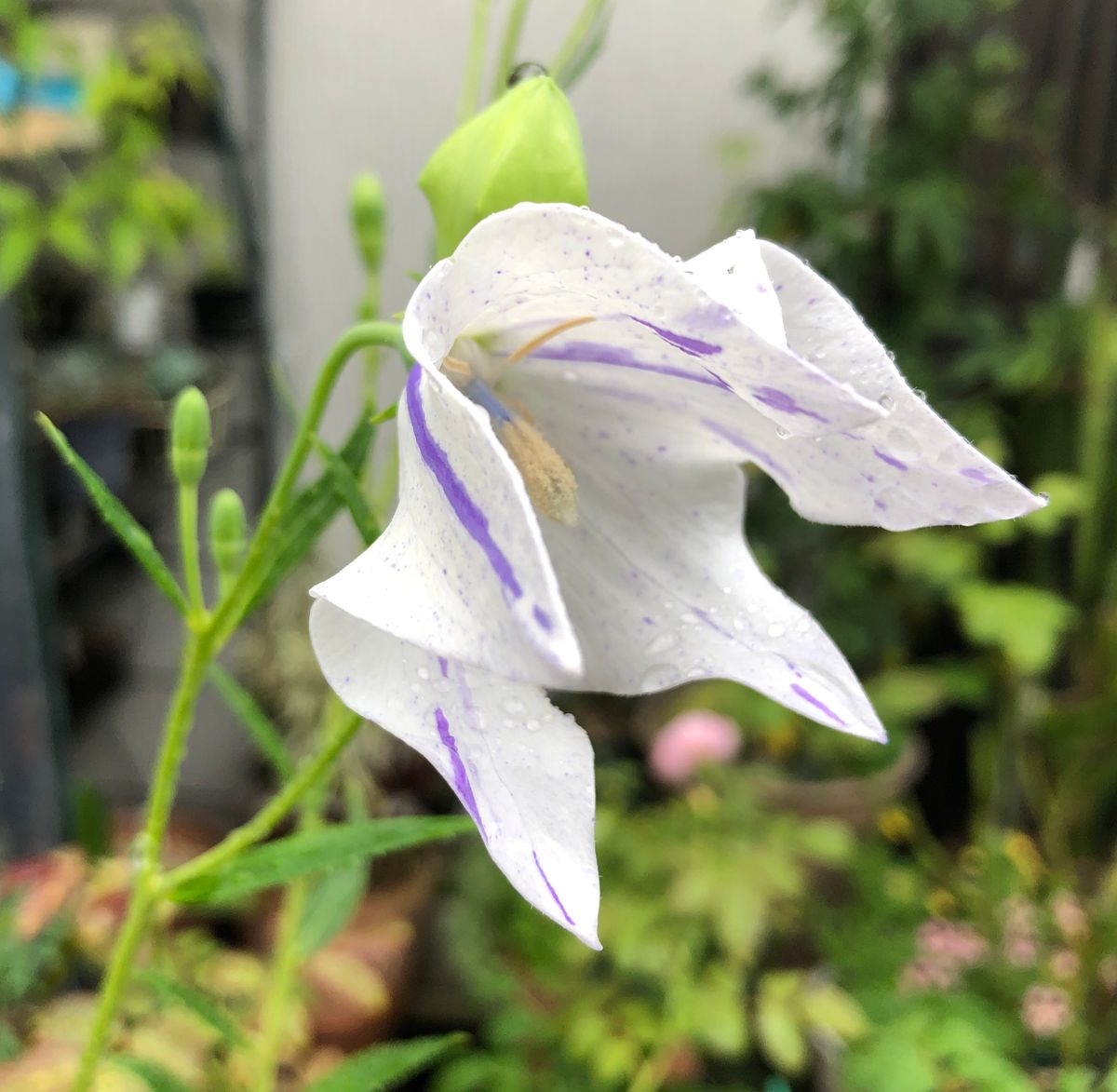 雨でもしゃんと咲く