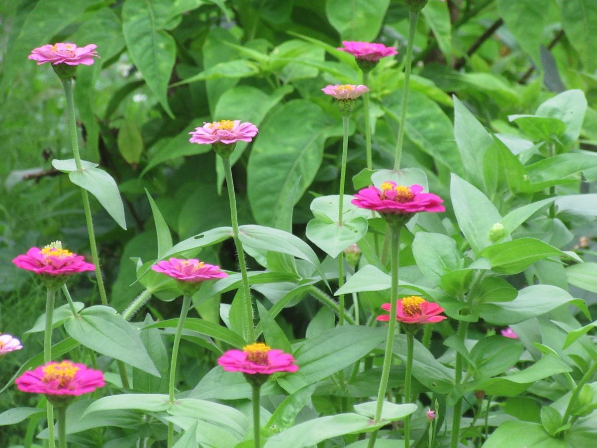 由愛(ゆめ)の花日記♪