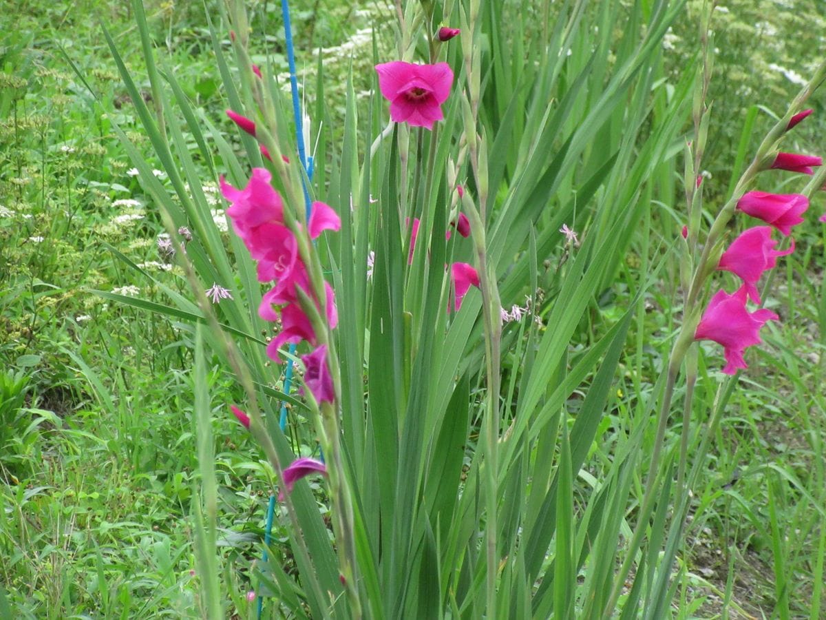 由愛(ゆめ)の花日記♪