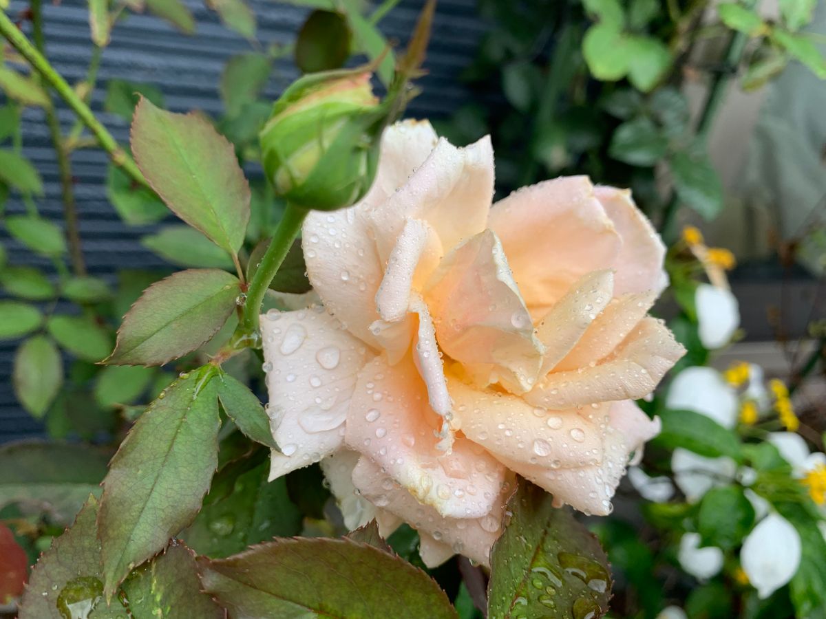 雨に濡れたお花達(^_-)-☆