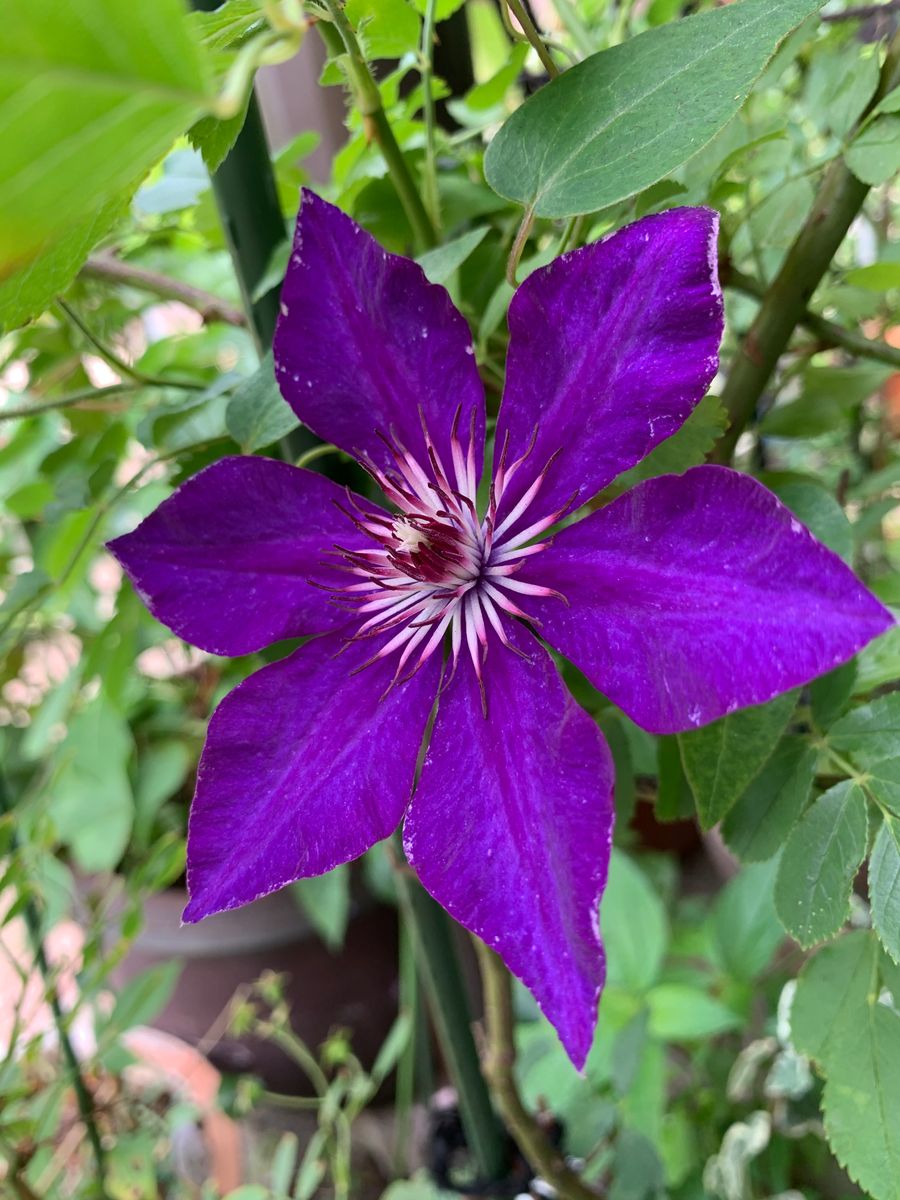 『クレマチス💠夏咲き3種』〜南庭にて〜